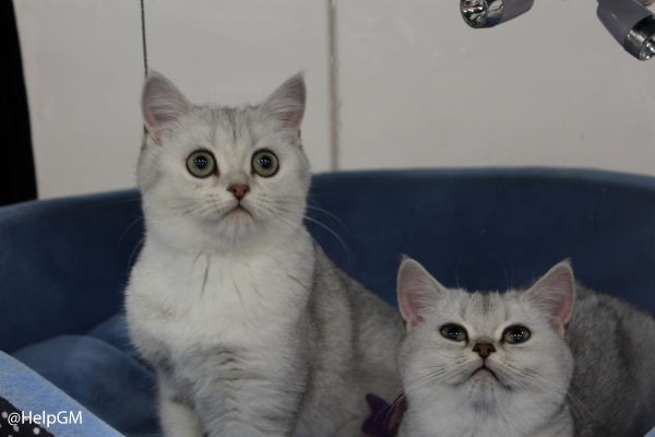 Фотоотчет о прошедшей выставке кошек в ТЦ ВДНХ
